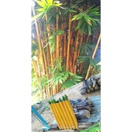 buluh lemang raja/ buluh lemang kuning siap potong