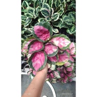 Calathea Rosy (Live Plants)