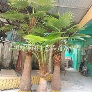 Hotel Palm Tree Beautification Fake/Palm Tree Palm Tree Large Square Sunflower Tree Donald/Chinese F