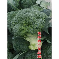 B Western Orchid Flower Seeds Western Blue Cauliflower Seeds Pine Cauliflower Seeds Cauliflower Gree