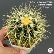ถังทอง #กระถาง3นิ้ว Echinocactus grusonii แคคตัส กระบองเพชร cactus&amp;succulent