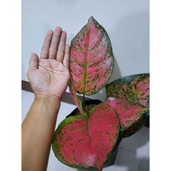 Aglaonema Red Unyamanee Live Plants Big and SmallLeaves Actual pictures no pot