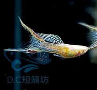 【DC短鯛坊】日本藍蕾絲雙劍白子孔雀魚_超逼真可動仿真模型【Guppy】