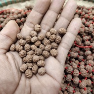 8 mm rudraksha jenitri contains 110 grains