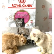 ROYAL CANIN - Kitten Persian 1KG (REPACK)