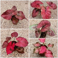 caladium hybrid/keladi thailand/bunga hidup/pot210