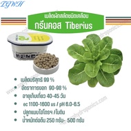 TGWH เมล็ดผักสลัด ชนิดเคลือบ 1000 เมล็ด(Rijk Zwaan)