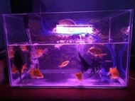Aquarium kaca 50cm fullset ikan Mas koki