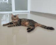 Kucing marble himalaya bengal jantan sehat vaksin