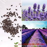 4-season Lavender Seeds/Lavender (30 seeds) TO PLANT CNY