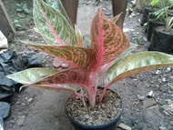 pohon aglonema tiara / aglaonema tiara berkualitas