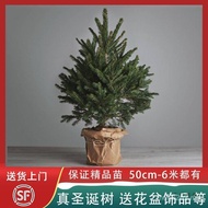 Decoration New Style Real Living 2025 No Christmas Household Pine Pine Tree Potted Spruce Shell Larg