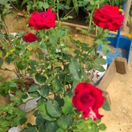 Pokok Bunga Rose 🌹 rose tahan panas / kelopak besar