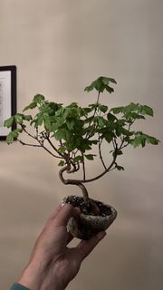 迷你 楓樹 日本 宮樣楓樹 盆栽