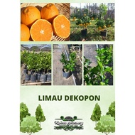 Limau Dekopon / Anak Pokok Limau / Pokok Hybrid / Limau Oren