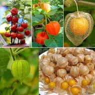 Malaysia Ready Stock Lantern Fruits Seeds High Quality 100pcs/bag Pokok Bunga Hidup Benih Pokok Buah