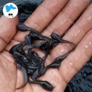 ikan lele pakan predator