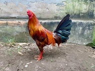 10 TRỨNG GÀ VÀNG 3K7 ấp nở con giống ưu tú. bao tỉ lệ