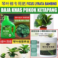 Baja Ficus Fiddle Fig Pokok Ketapang FICUS LYRATA Special Fertilizer 琴叶榕专用肥