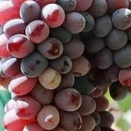 Anak Pokok Anggur Jupiter Super Stable