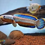 Channa limbata rim tebal lawu 10-15 cm predator fish lokal pride