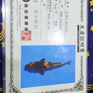 Ikan Koi Jumbo 60cm hi utsuri import jepang sertifikat lengkap