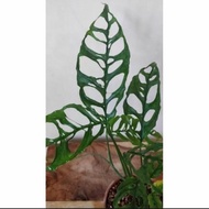 Bonggol monstera Obliqua