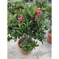 Camellia Azalea (1m height) live plant free organic fertiliser 0.5kg free organic soil 3kg