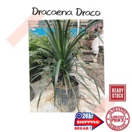 (GG real plant) Dracaena draco ^ live plant polybag indoor outdoor marginata draco Pokok hidup garde