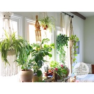 🌱Hanging plant🌱real live plant🌱English Ivy🌱Burga gantung🌱indoor plant🌱outdoor plant🌱Ready stock🚚🚚🚚