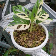 Batang/Bonggol Monstera janda bolong varigata - Original