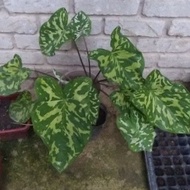 🔥ANAK POKOK CALADIUM HILO BEAUTY🔥KELADI ASKAR🔥