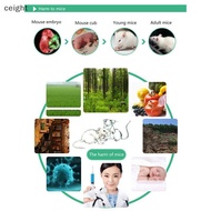 [ceight] High Temperature Resistance Rat Box Mice Control Catcher Bait Box 23×9×8CM TH