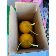 2 BIJI MELON MANIS TERENGGANU (MMT) HARGA TERMASUK SHIPPING, SEGAR DARI LADANG