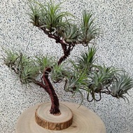 Wire lover 臺灣手作鋁線職人 空氣鳳梨樹 鋁線手作植栽架