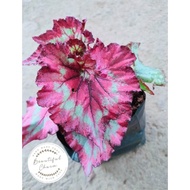 Vibrant Red Begonia Rex in 15cm Pot - Easy Care Indoor Plant