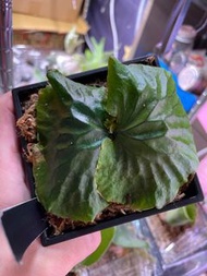 P.madagascariense 非洲猴腦