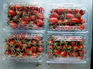 溫室玉女小番茄 超甜上市
