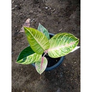 Sindo - Aglaonema Moonlight Plant  illuminating Your Indoor Garden with Natural Beauty