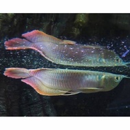 ikan arwana silver brazil/red 13-15cm PROMO