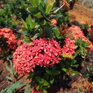 MOVEE - Real Live Plant [ Ixora Red/ Pink/Yellow/Orange/white ] 仙丹花