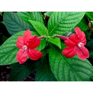 Pokok Red Ruellia / pokok bunga merah dlm polybag