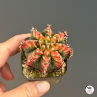 ยิมโนด่าง มัลติคัลเลอร์ ชำหน่อ Gymnocalycium แคคตัส กระบองเพชร cactus&amp;succulent