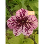 50  biji benih Petunia JF 245