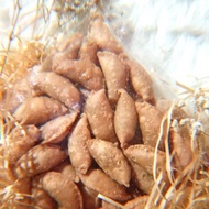 Mini Currypap Rangup Addictive (viral) snacks