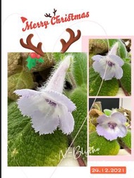 喜蔭”Episcia Blue Heaven“藍天堂（紫色花）