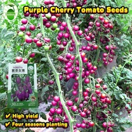 (Fast Growing 25 Seed) Benih Kecipir Benih Sigarilla Panjang untuk Menanam Sayuran Benih Sigarilla O