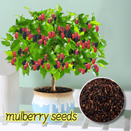 [Easy to grow in Philippines] Fresh Mulberry Seeds for Planting (150pcs Seeds) Rare Mulberry Bonsai 