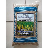 Benih bibit padi ciputri / ciherang y panjang kan 5kg