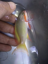 ANTHIAS Hijau - Ikan Hias Aquarium Air Laut